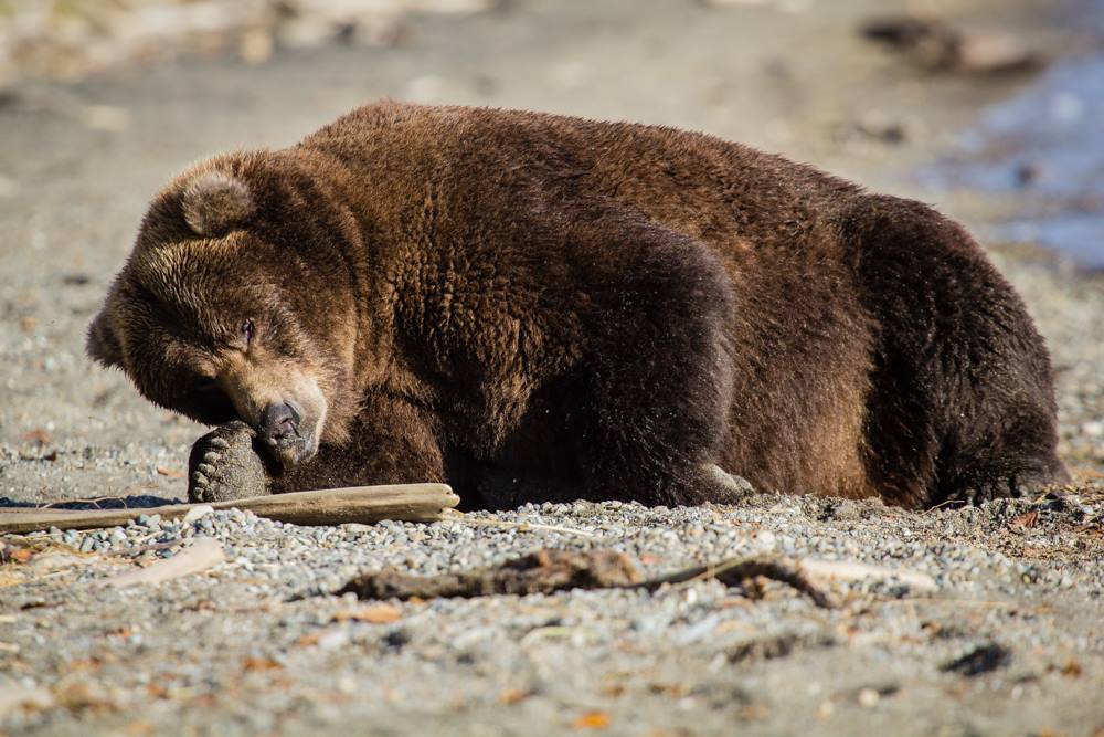 Katmai Bears