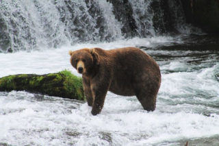 brooksfalls-katmai10_gai