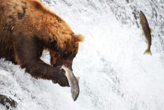 brooksfalls-katmai1_gai