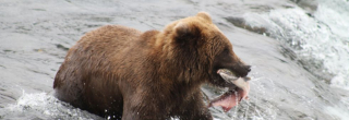 brooksfalls-katmai2_gai