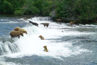 brooksfalls-katmai5_gai