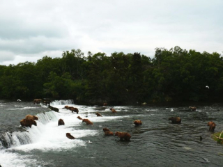 brooksfalls-katmai6_gai