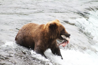 brooksfalls-katmai7_gai