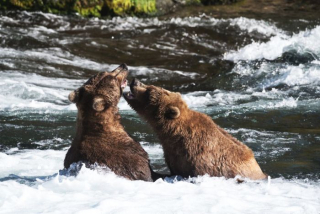 brooksfalls-katmai9_gai