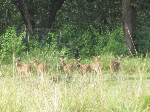 chitwan15_by_Stefan-Bonne