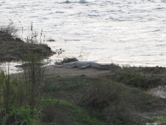 chitwan5_by_Stefan-Bonne