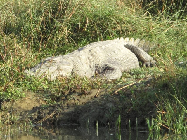 chitwan8_by_Stefan-Bonne