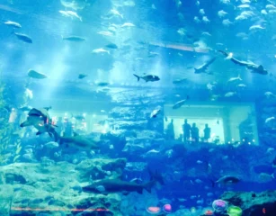 dubai-aquarium_10_x