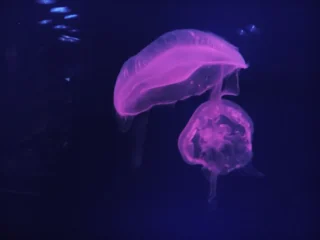 dubai-aquarium_11_x