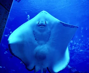 dubai-aquarium_13_x