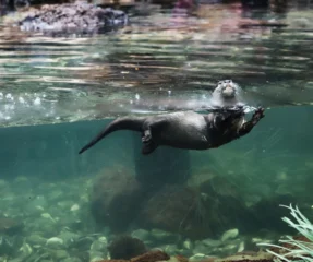 dubai-aquarium_14_x