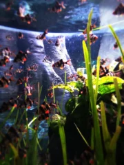 dubai-aquarium_16_x