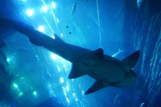 dubai-aquarium_1_x