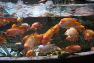 dubai-aquarium_2_x