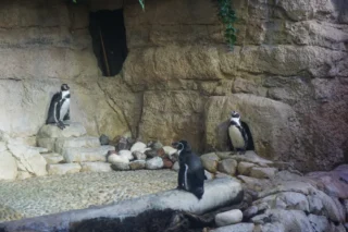 dubai-aquarium_3_x