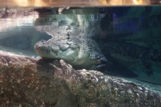 dubai-aquarium_4_x