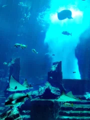 dubai-aquarium_5_x