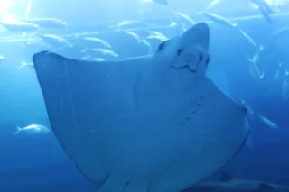 dubai-aquarium_6_x