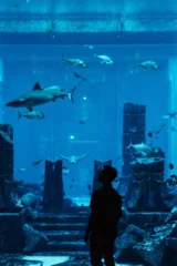dubai-aquarium_7_x