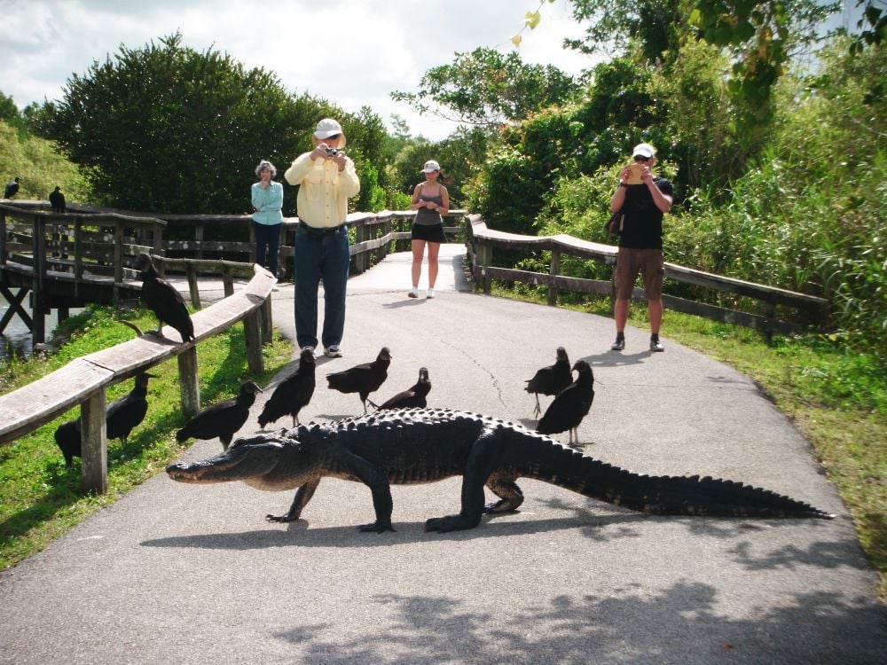 Everglades | Best Time to Visit | Weather | Monthly Tips