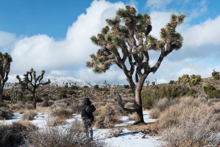 Joshua Tree National Park in December [Weather, Clothing, Tips]