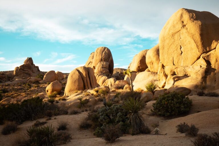 Joshua Tree National Park in December [Weather, Clothing, Tips]