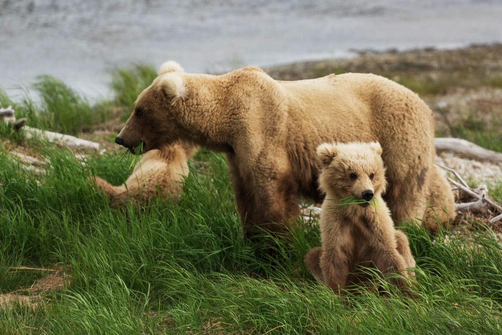 Katmai Bears