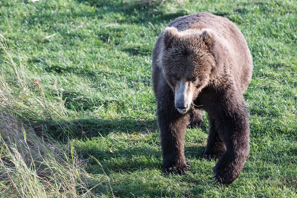 Katmai Bears