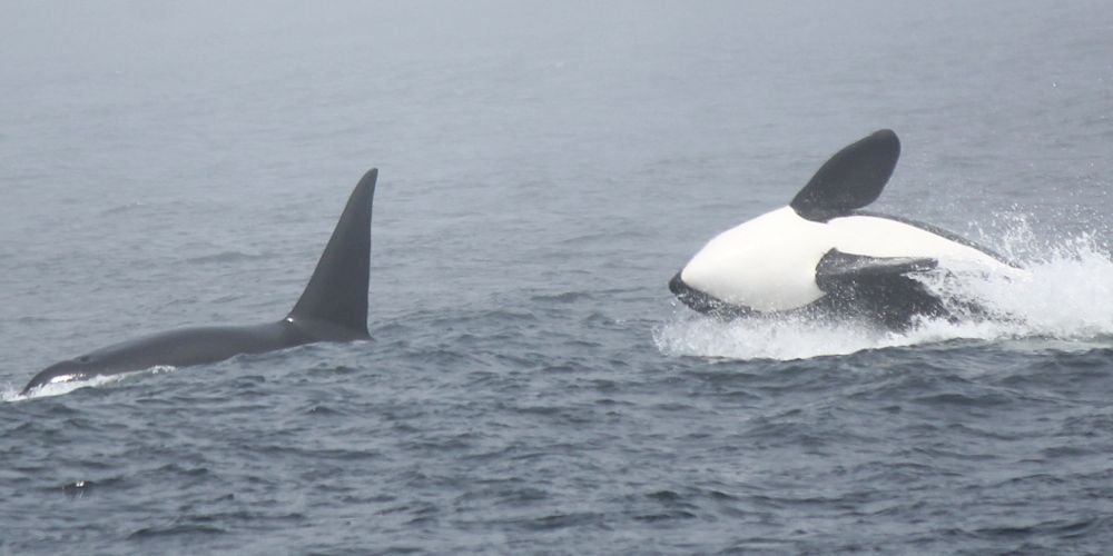 Monterey Whale Watching