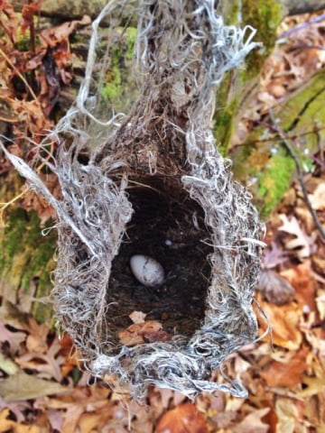 morton-arboretum10_by_Melissa-Sallee