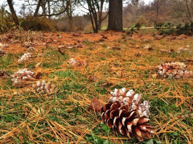 morton-arboretum11_by_Melissa-Sallee