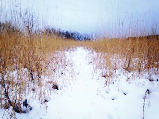 morton-arboretum13_by_Melissa-Sallee