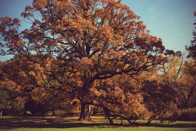 morton-arboretum19_by_Melissa-Sallee