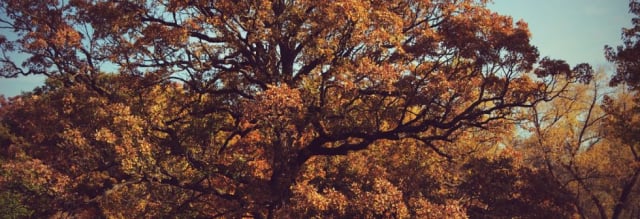 morton-arboretum1_by_Melissa-Sallee