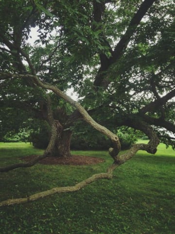 morton-arboretum20_by_Melissa-Sallee