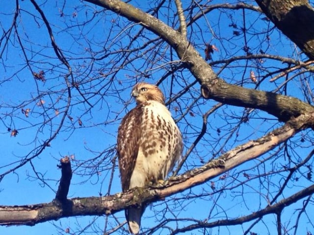 morton-arboretum27_by_Melissa-Sallee