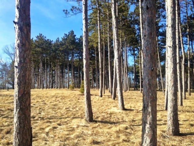 morton-arboretum2_by_Melissa-Sallee