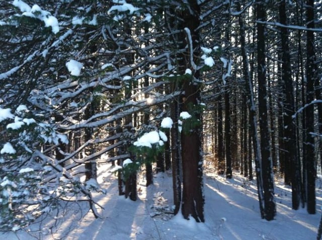 morton-arboretum8_by_Melissa-Sallee