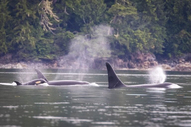 Orca Rubbing Beach Vancouver Island [Every Question Answered]