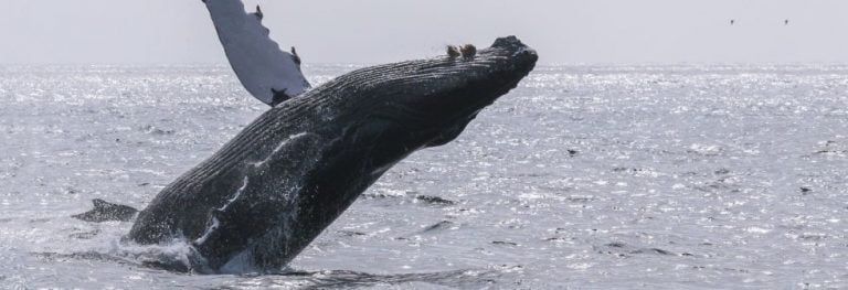 San Diego Whale Watching Season 2022 [Best Time, Worth It?]