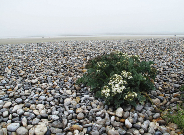 somme-estuary12_by_Stefan-Bonne
