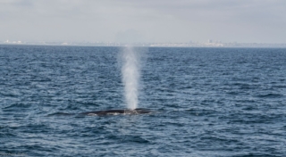 whale-watching-boston_1_gai