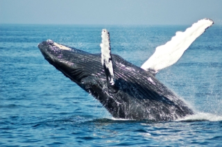 whale-watching-boston_2_gai