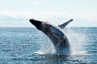 whale-watching-boston_3_gai