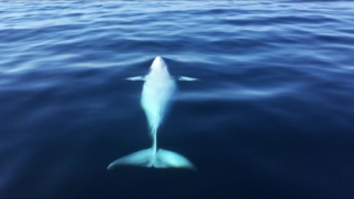 whale-watching-boston_4_gai