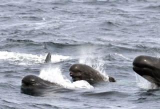 whale-watching-boston_5_gai