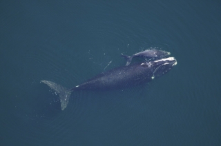 whale-watching-boston_6_gai