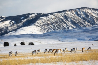 yellowstone-wildlife10_gai