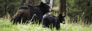 yellowstone-wildlife12_gai