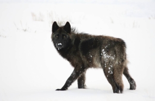yellowstone-wildlife13_gai